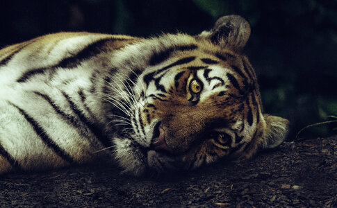 Tiger Lying on the Ground Closeup photo