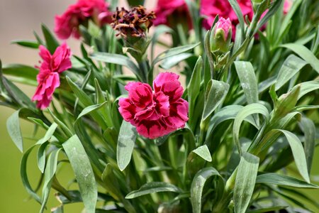 Carnation pinkish flower