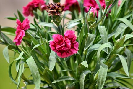 Carnation pinkish flower photo