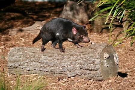 Australian wildlife brown devil photo