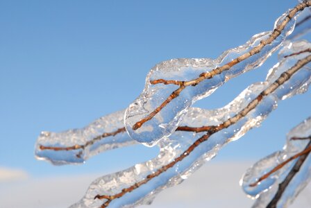 Branch frozen in ice after ice rain