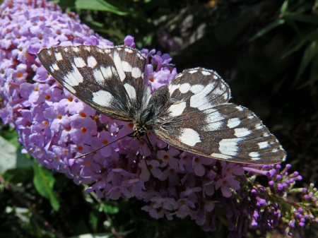 Nature bicolor black
