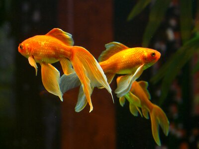 Swim aquarium freshwater fish