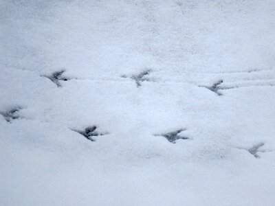 White winter cold