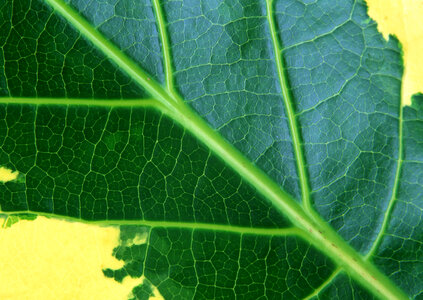 Leaf of a plant close up photo