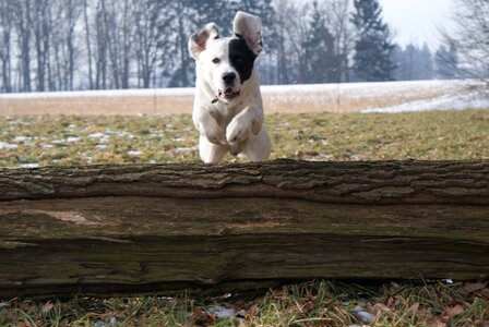 The jump agile pet photo