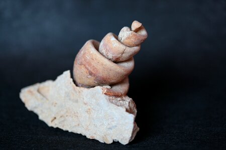 Snail shell fossil spiral photo