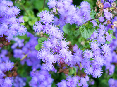 Purple Flowers in Garden photo