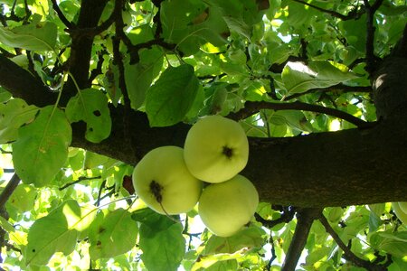 Fruit orchard green