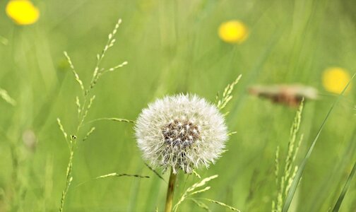 Beautiful Flowers blossom dandelion photo