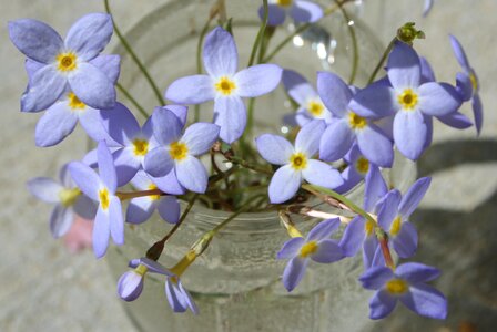 Blossom bloom petals photo