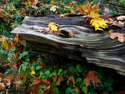 Fall leaves yellow leaf root