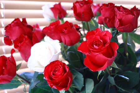 White roses deck cut flowers photo