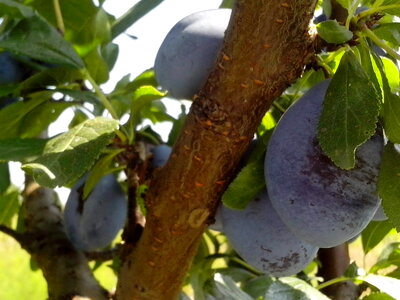 Fruit organic tree photo