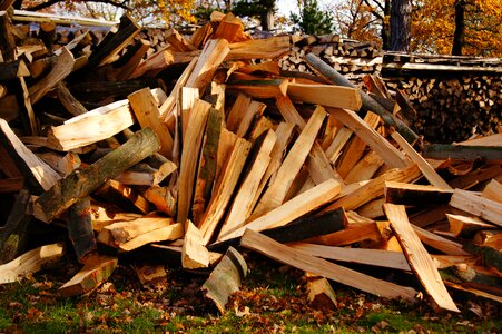 Laminated wood tree autumn