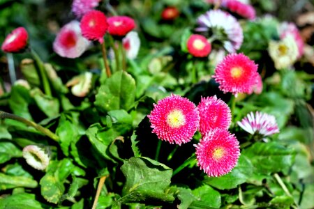 Beautiful Flowers blooming blossom