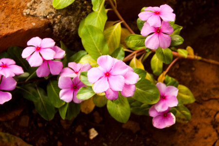 Small Pink Flowers photo