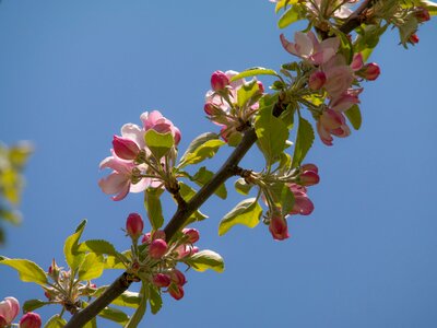 Pink spring blossom