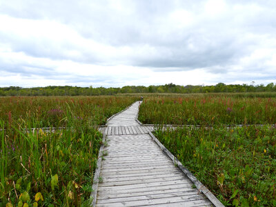 Crosswalk crossing in the marsh