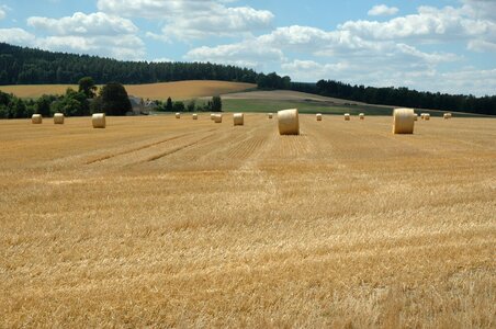 Agriculture cereals straw