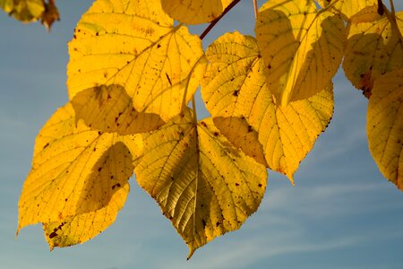 Leaf coloring leaf veins veins