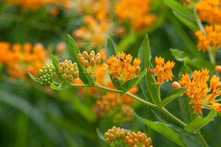 Butterfly weed photo