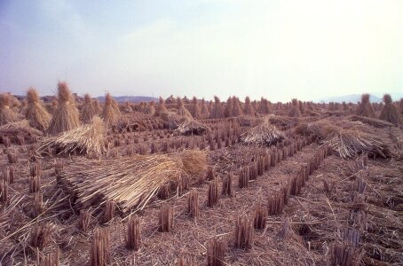 Rice harvest photo