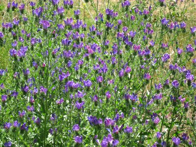 Blue dry meadow