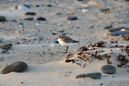 Red-capped plover