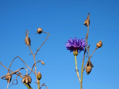 Beautiful Flowers biology bloom