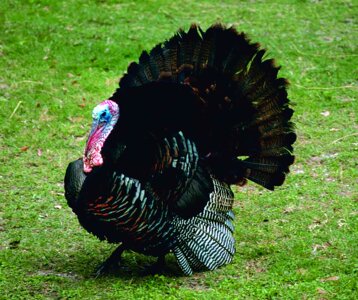 Breeding male plumage
