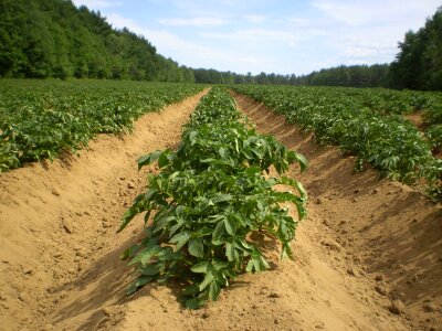Field plant harvest