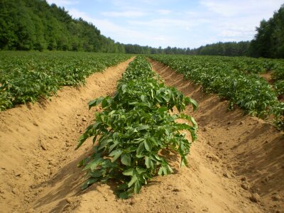 Field plant harvest photo