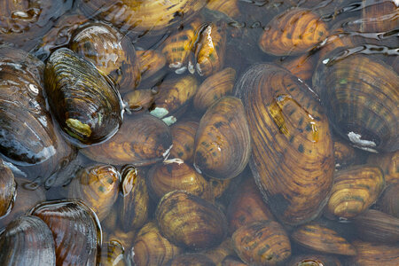 Kidneyshell, mucket and endangered Clubshell mussels