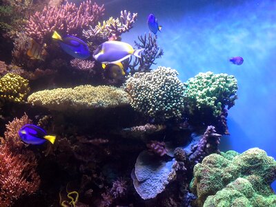 Monterey bay aquarium fish sea photo