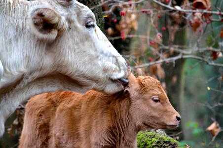 Mom and son animals cuddles photo