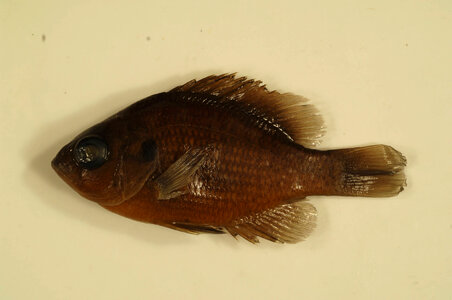 Lepomis miniatus
