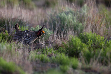 Lesser Prairie-Chicken-1