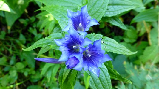 Gentian meadow alpine gentian photo