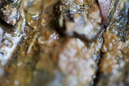 Aquatic invertebrate -1