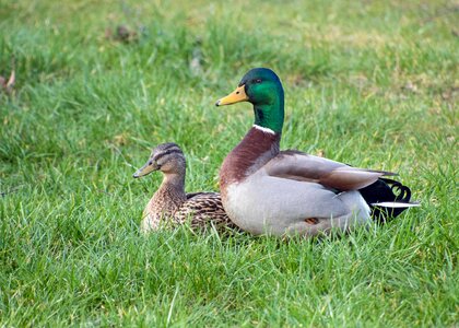 Animal aquatic bird avian photo