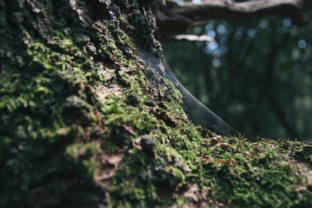 Wood rough nature photo