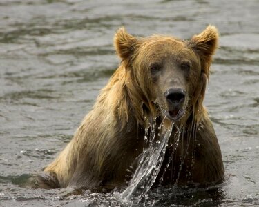 Water wildlife mammal
