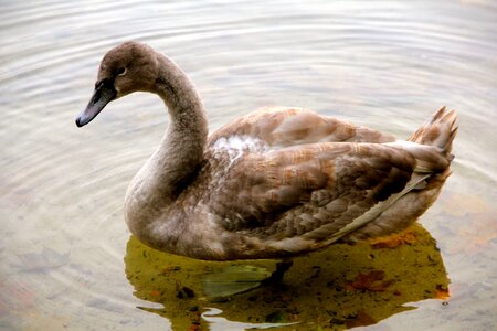 Animal swan young animal