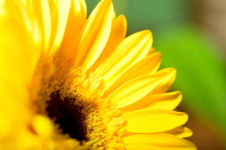 Yellow flower