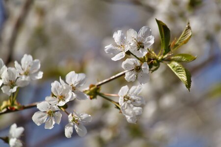 Spring awakening flowering twig blossom photo