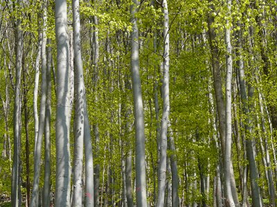 Leaves trees spring