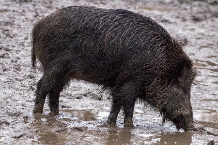 Animals bristles mud