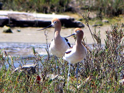 American bird bird family photo