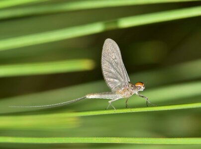 Animal arthropod biology photo